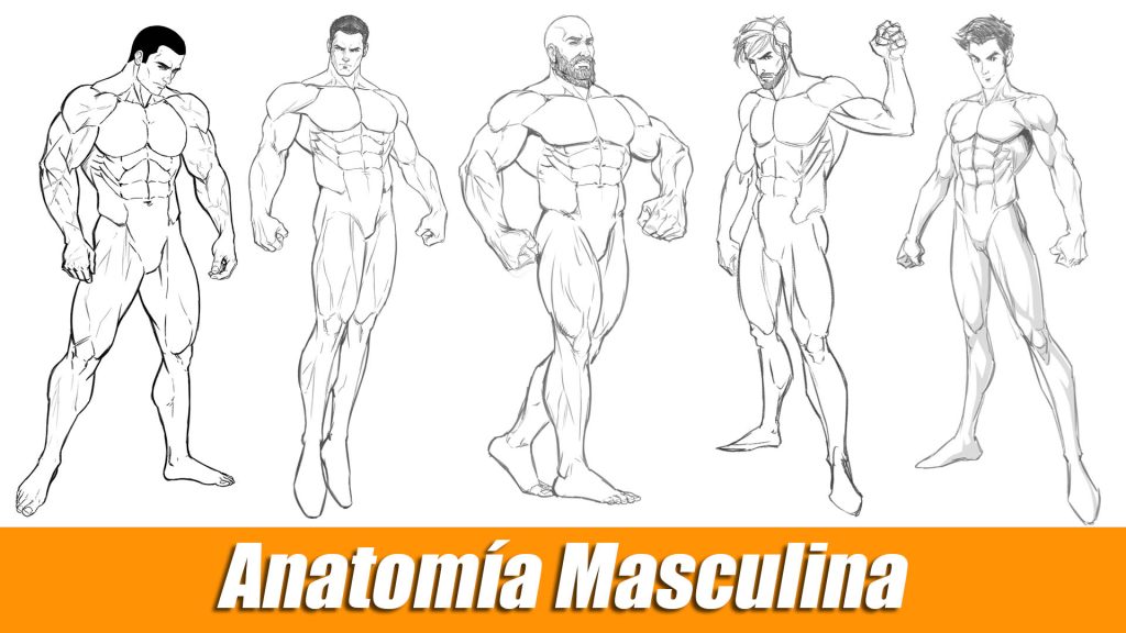 curso de dibujo de anatomía masculina
